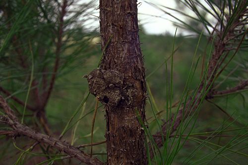 Retinia comstockiana